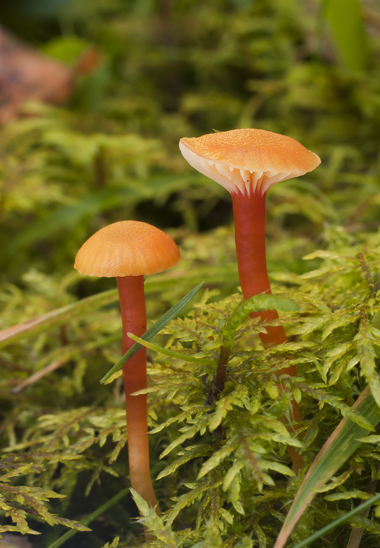 Hygrocybe insipida